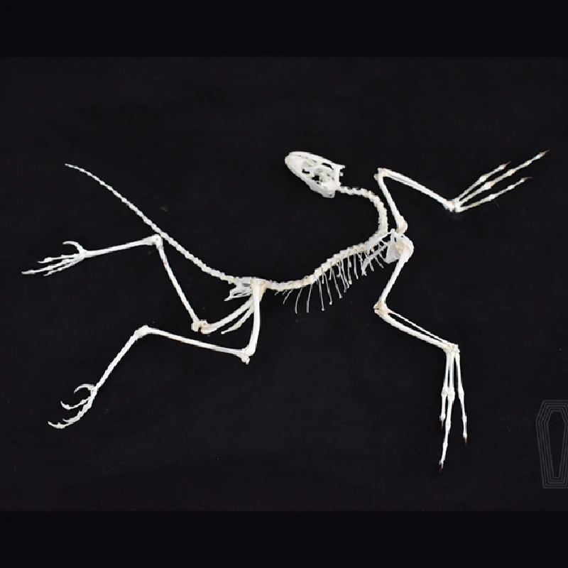 2120 Archaeopteryx Fossil Art  - Fossil Replica Display 评论和价格