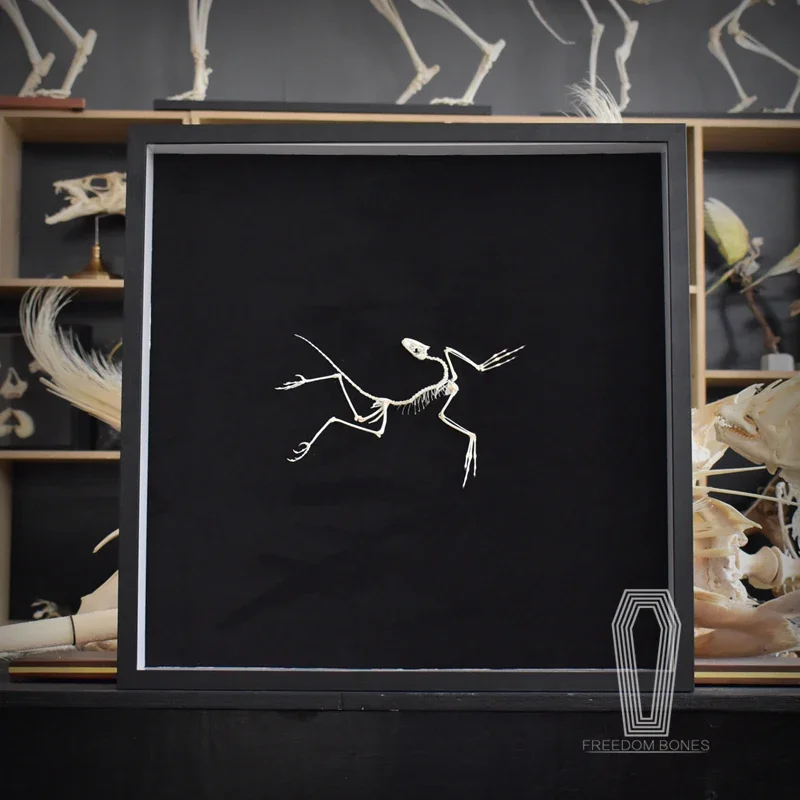 2120 Archaeopteryx Fossil Art  - Fossil Replica Display 评论和价格