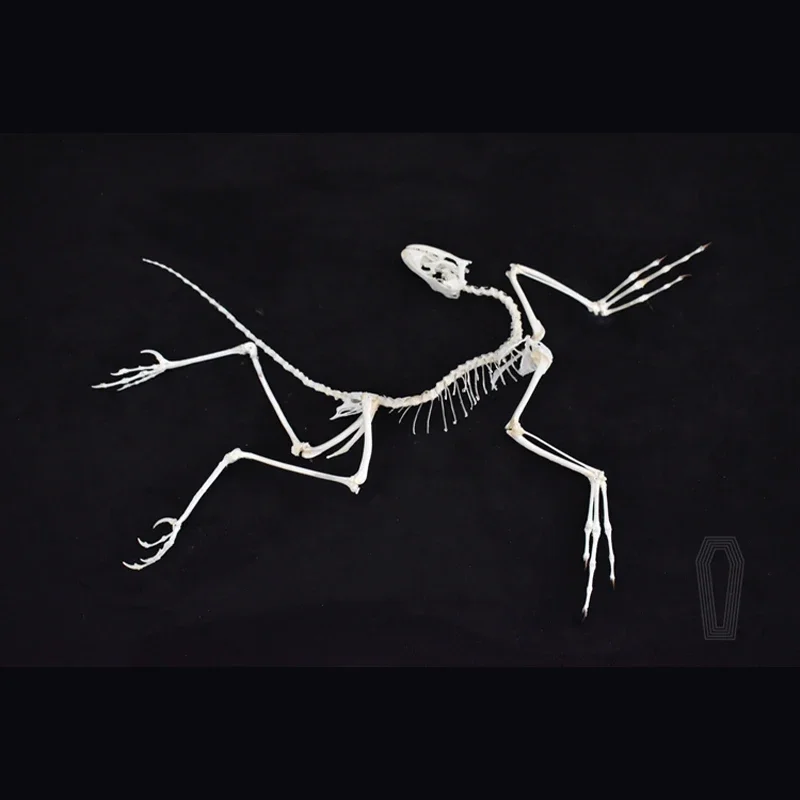 2120 Archaeopteryx Fossil Art  - Fossil Replica Display 评论和价格