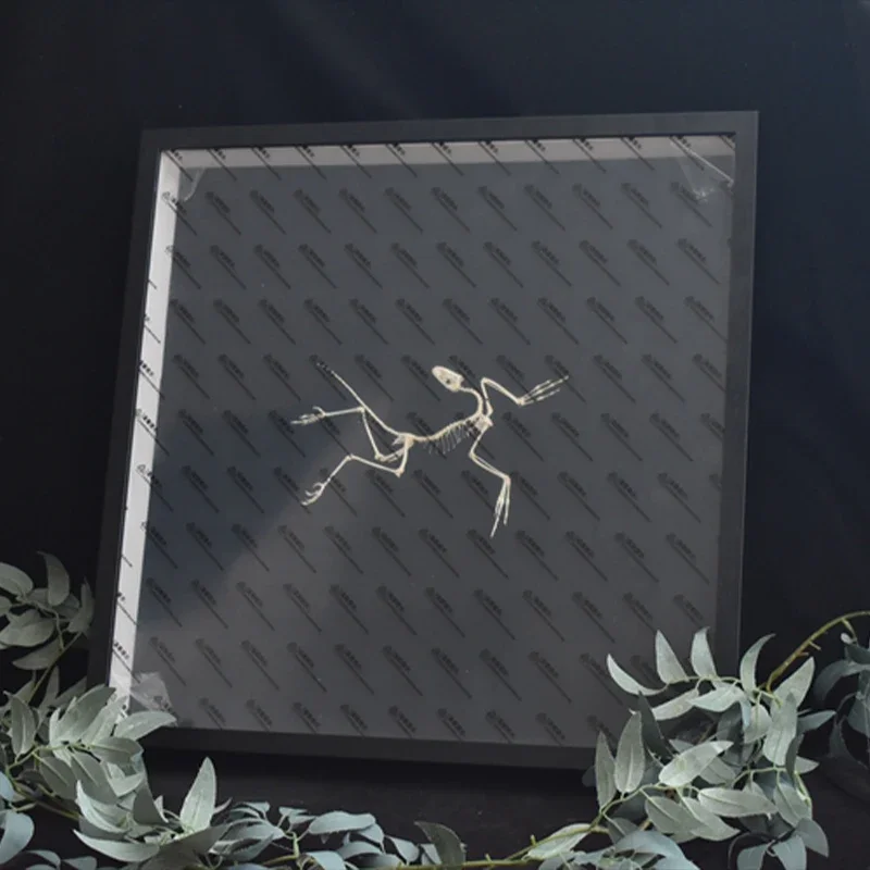 2120 Archaeopteryx Fossil Art  - Fossil Replica Display 评论和价格